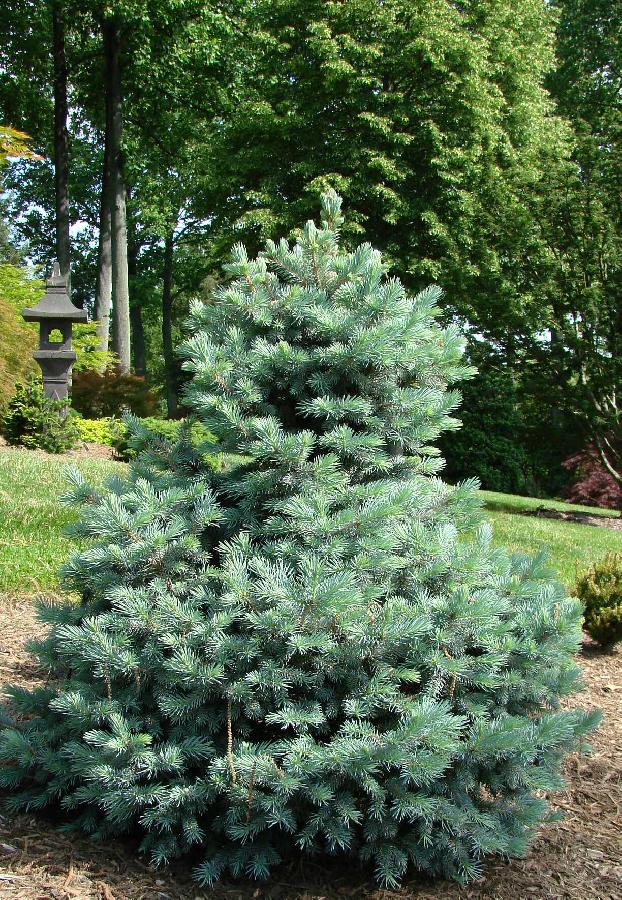 Picea pungens 'Sester Dwarf'