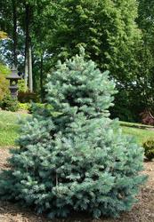 Picea pungens 'Sester Dwarf' — photo 1