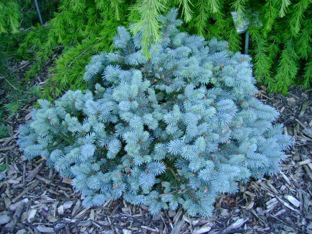 Picea pungens St. Marys Broom