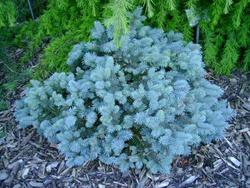 Picea pungens St. Marys Broom — photo 1