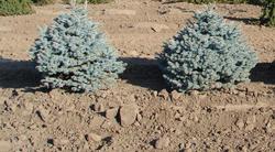 Picea pungens 'Thume' — photo 1