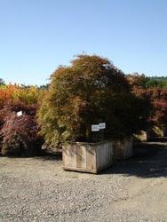 Acer palmatum dissectum 'Garnet' — photo 1