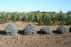 Picea pungens 'Thume' — photo 2