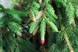 Picea purpurea — photo 1