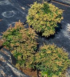 Pieris japonica 'Cavatine' — photo 1