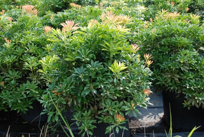 Pieris japonica 'Compacta'