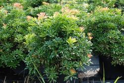 Pieris japonica 'Compacta' — photo 1