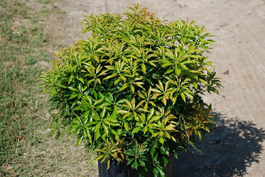 Pieris japonica 'Dorothy Wyckoff'