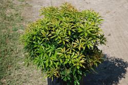 Pieris japonica 'Dorothy Wyckoff' — photo 1