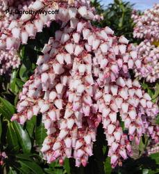 Pieris japonica 'Dorothy Wyckoff' — photo 2