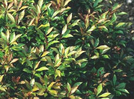 Pieris japonica Bisbees Dwarf