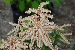 Pieris 'Brouwer's Beauty' — photo 1