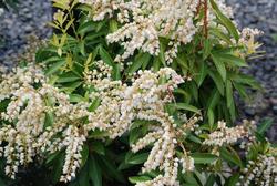 Pieris 'Brouwer's Beauty' — photo 3