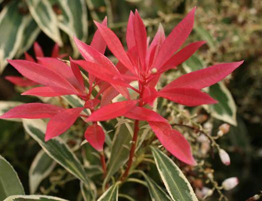 Pieris japonica 'Fire and Ice'