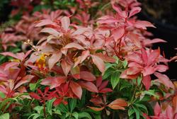 Pieris japonica 'Mountain Fire' — photo 1