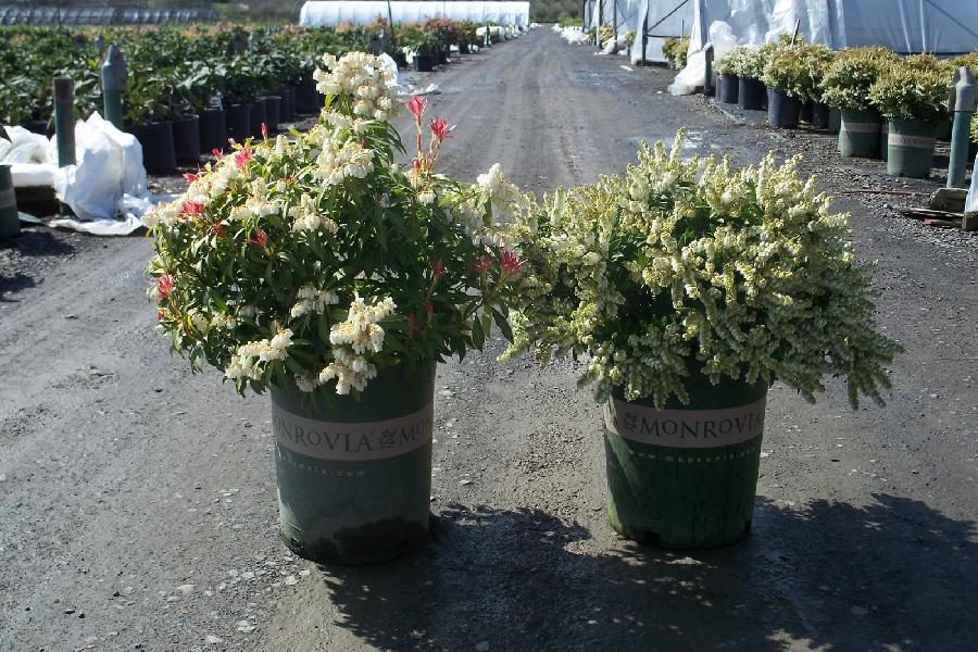 Pieris japonica 'Prelude'