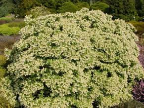 Pieris japonica 'Purity'