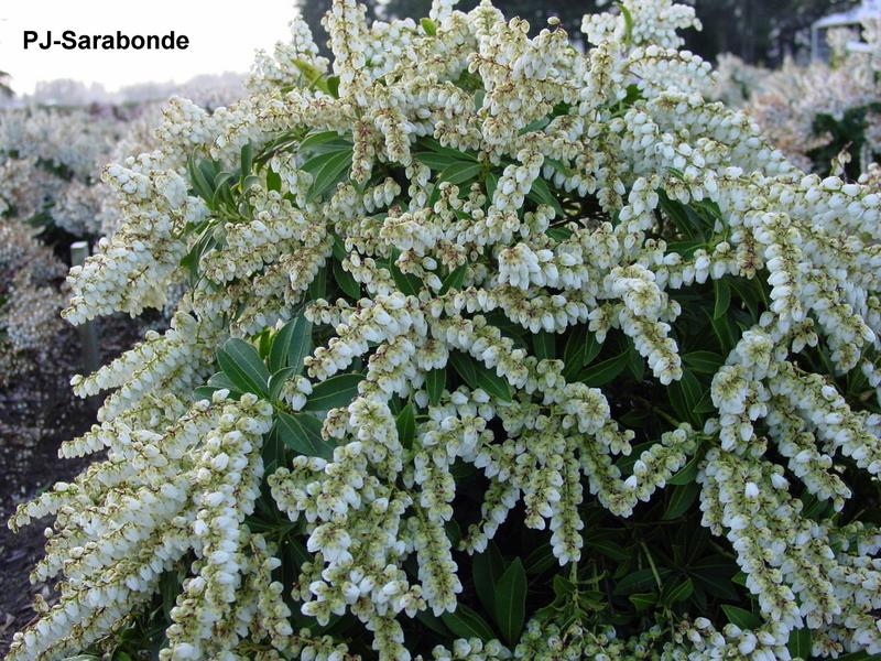 Pieris japonica 'Sarabande'