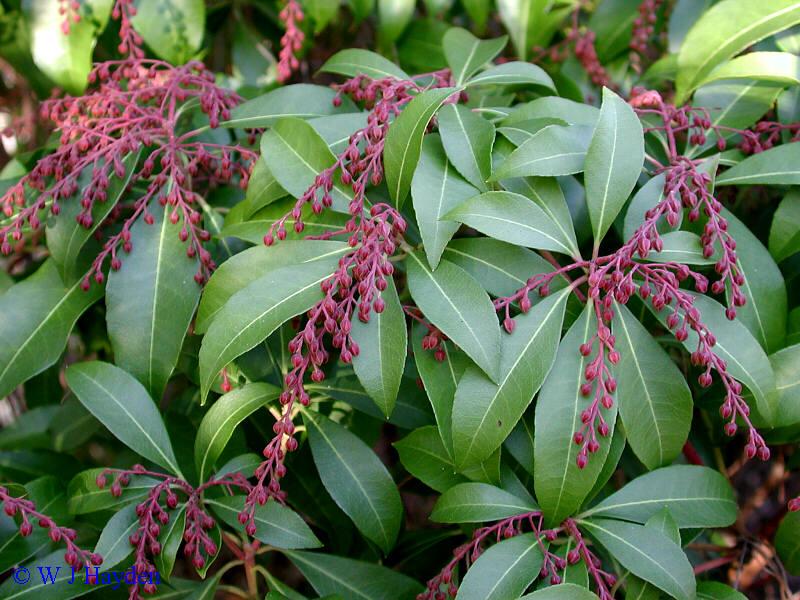 Pieris japonica Shojo