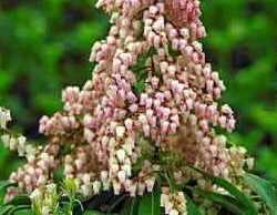 Pieris japonica 'Valley Rose'