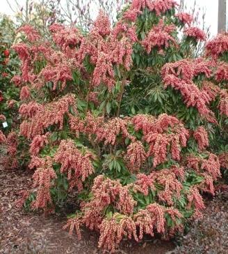 Pieris japonica 'Valley Valentine'