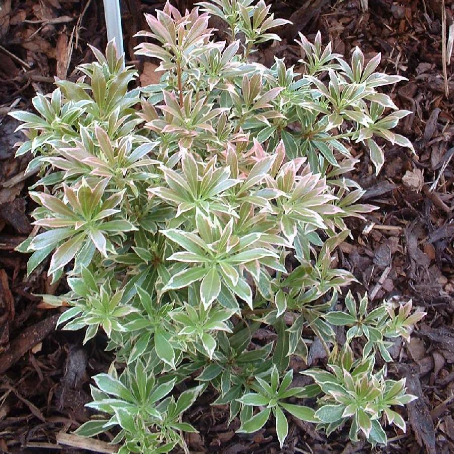 Pieris japonica 'Variegata'