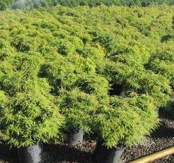 Pieris taiwanensis Snowdrift — photo 1