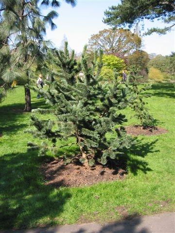 Pinus aristata 'Sherwood Compact'
