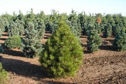 Pinus bungeana — photo 1