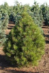 Pinus bungeana — photo 2