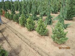 Pinus cembra — photo 1