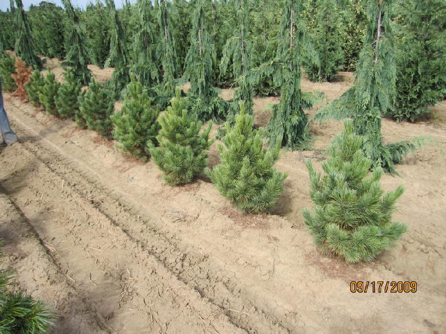 Pinus cembra 'Compacta Glauca'