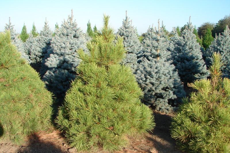Pinus densiflora 'Aurea'