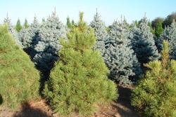 Pinus densiflora 'Aurea' — photo 1