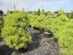 Pinus densiflora 'Golden Ghost' — photo 1