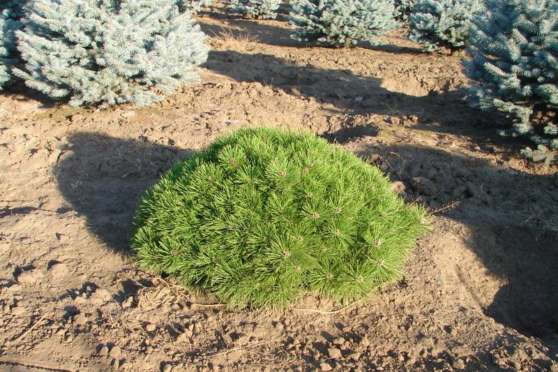 Pinus densiflora Jane Kluis