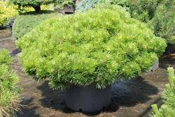 Pinus densiflora Jane Kluis — photo 2