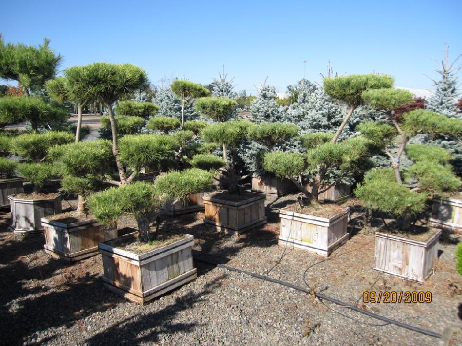 Pinus densiflora 'oculus-Draconis'