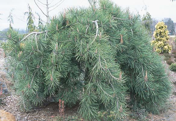Pinus densiflora 'Pendula'