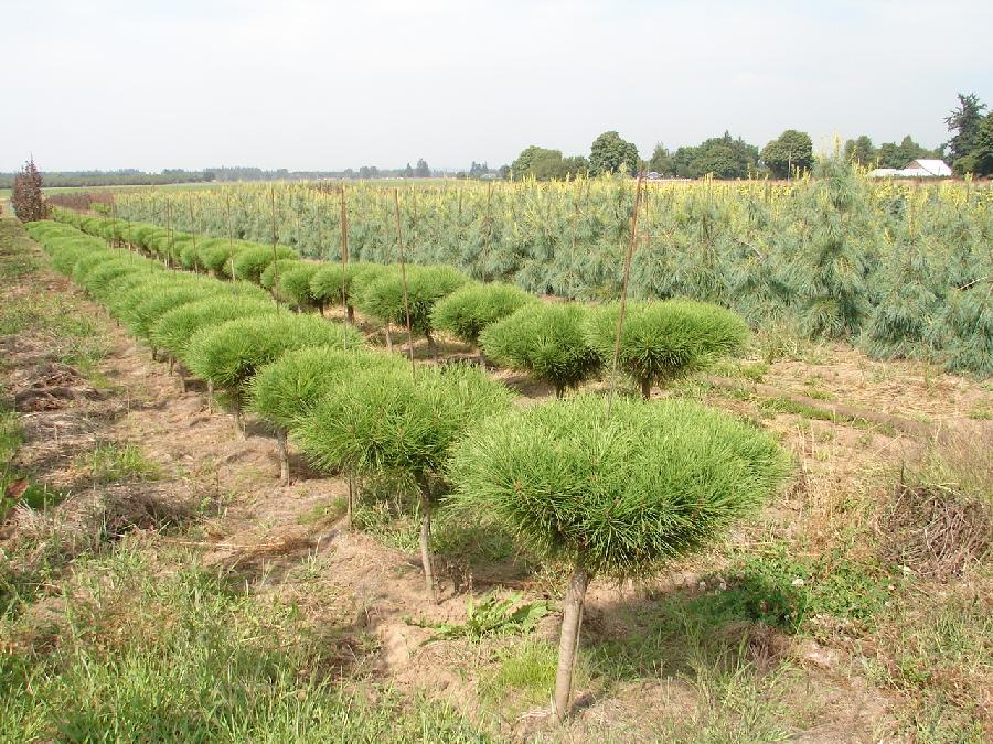 Pinus densiflora umb. 'Tanyosho Compacta