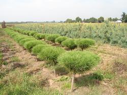 Pinus densiflora umb. 'Tanyosho Compacta — photo 1