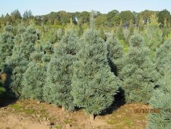 Pinus flexilis 'Vanderwolf's Pyramid' — photo 1