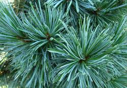 Pinus flexilis 'Vanderwolf's Pyramid' — photo 2