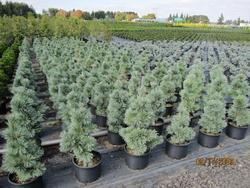 Pinus flexilis 'Cesarini Blue' — photo 1