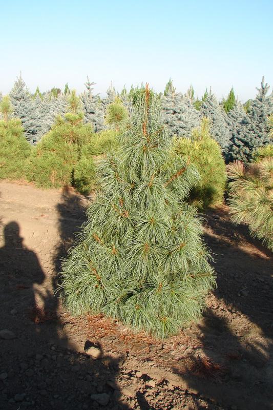 Pinus koraiensis Jack Korbit