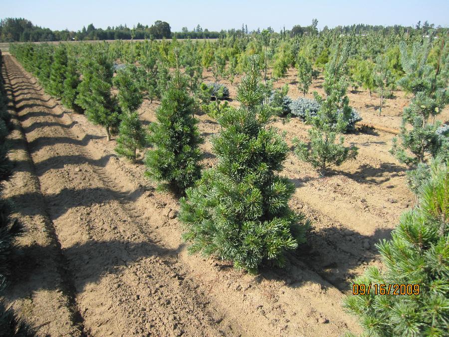 Pinus koraiensis Morris Blue