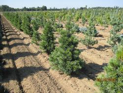 Pinus koraiensis Morris Blue — photo 1