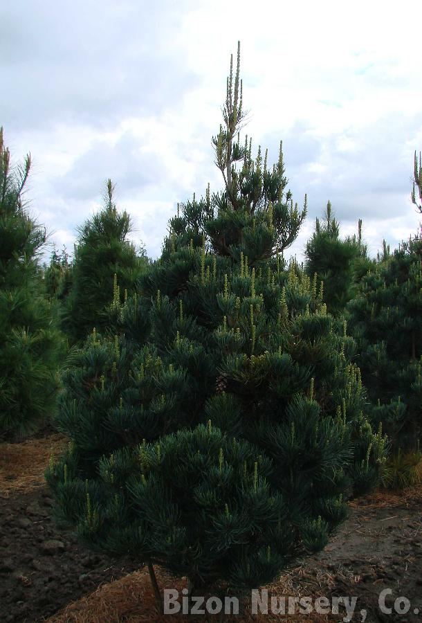Pinus kwangtungensis