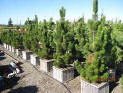 Pinus leucodermis Satellite — photo 1