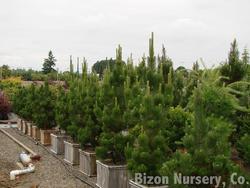 Pinus leucodermis Satellite — photo 2